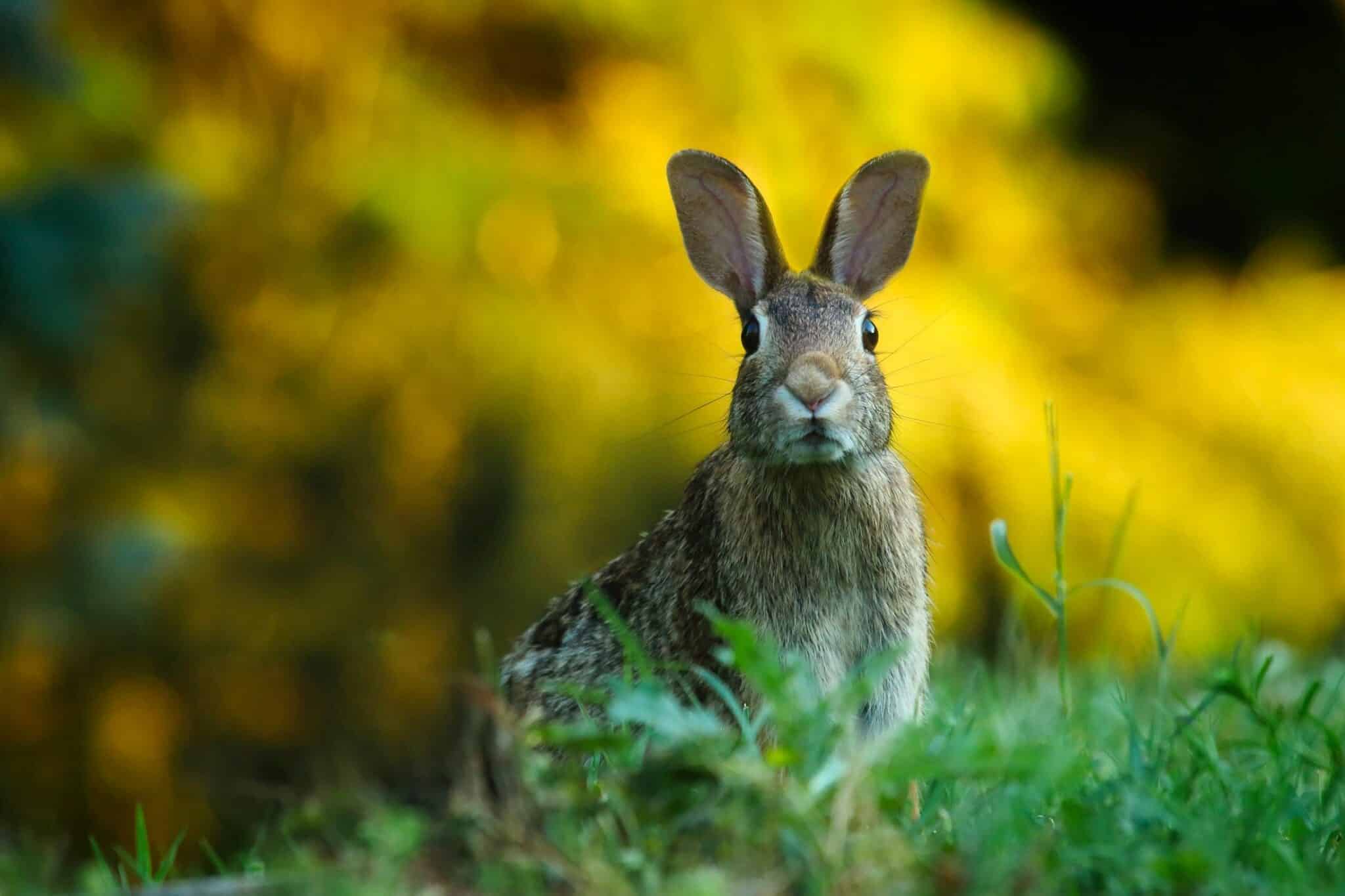 What are Wabbits in Computing and Cybersecurity?